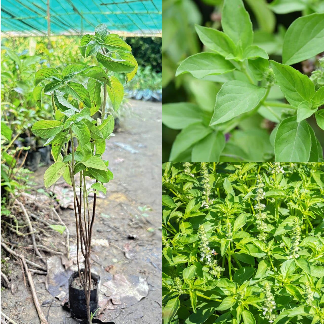 Lemon Tulsi - Healthy Live Plant | Kitchen Herb | Holy Lemon Basil | Medicinal Plant | Lemon Basil Live | Garden Plant | Lemon Tulsi (Pack of 1)-image-42