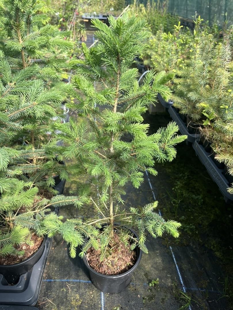 Colorado Blue Spruce 20/40cm (2L) - Picea pungens glauca - Evergreen