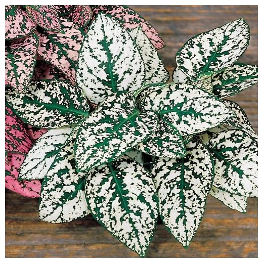 25+ Hypoestes White Polka Dot Plant Flower Seeds/Long Lasting/Shade Loving
