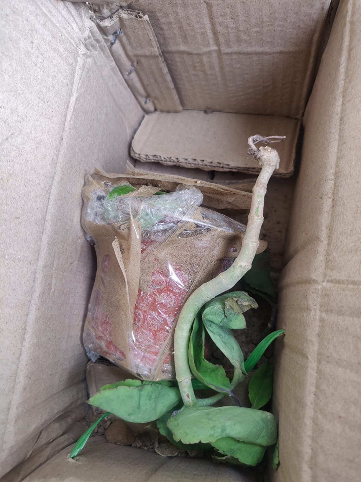 Devaarya Patharchatta plant, patharkuchi plant, Bryophyllum Pinnatum ...