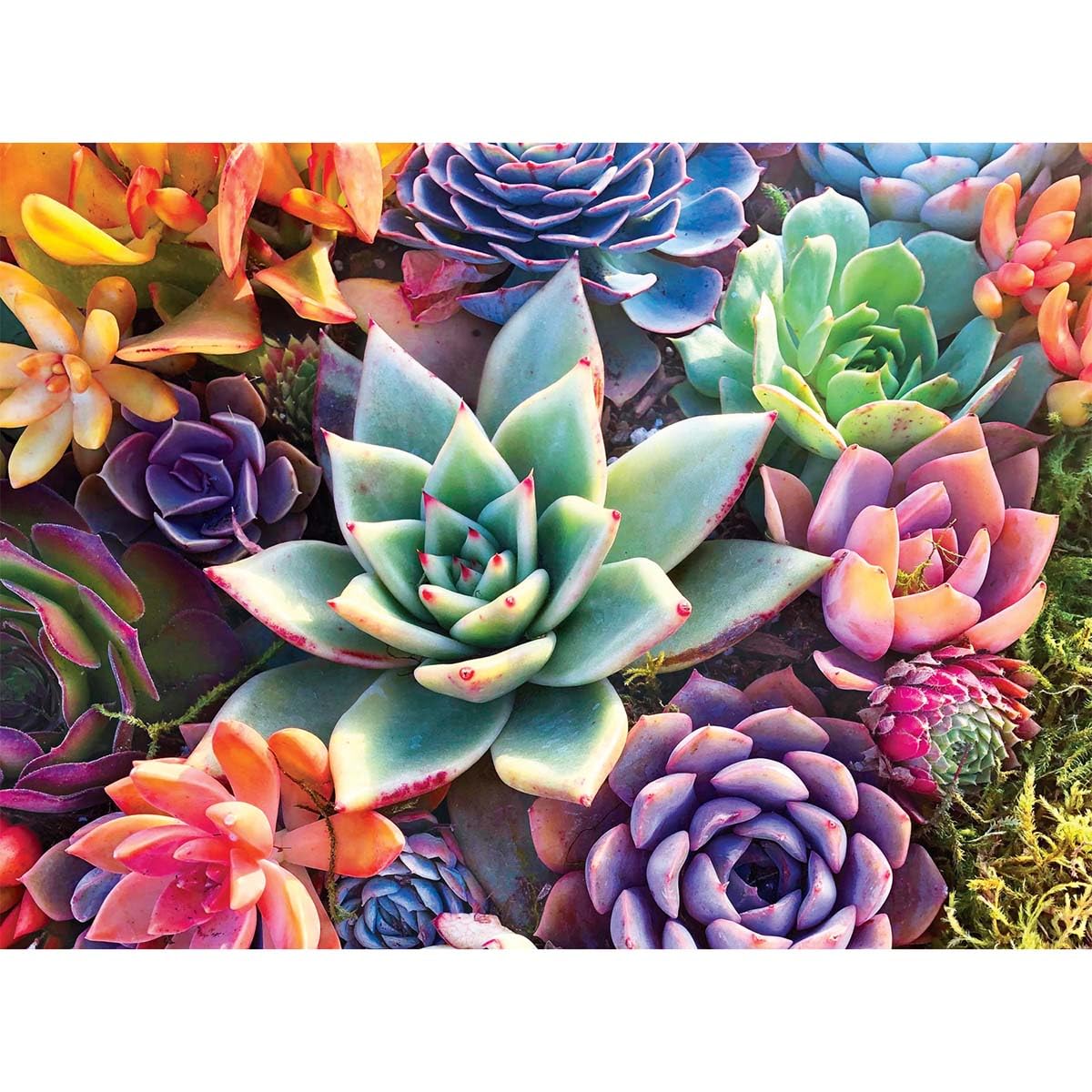 Buffalo Games - James Mertke - Simple Succulent - 1000 Piece Jigsaw Puzzle For Adults -Challenging Puzzle Perfect for Game Nights - Finished Size is 26.75 x 19.75