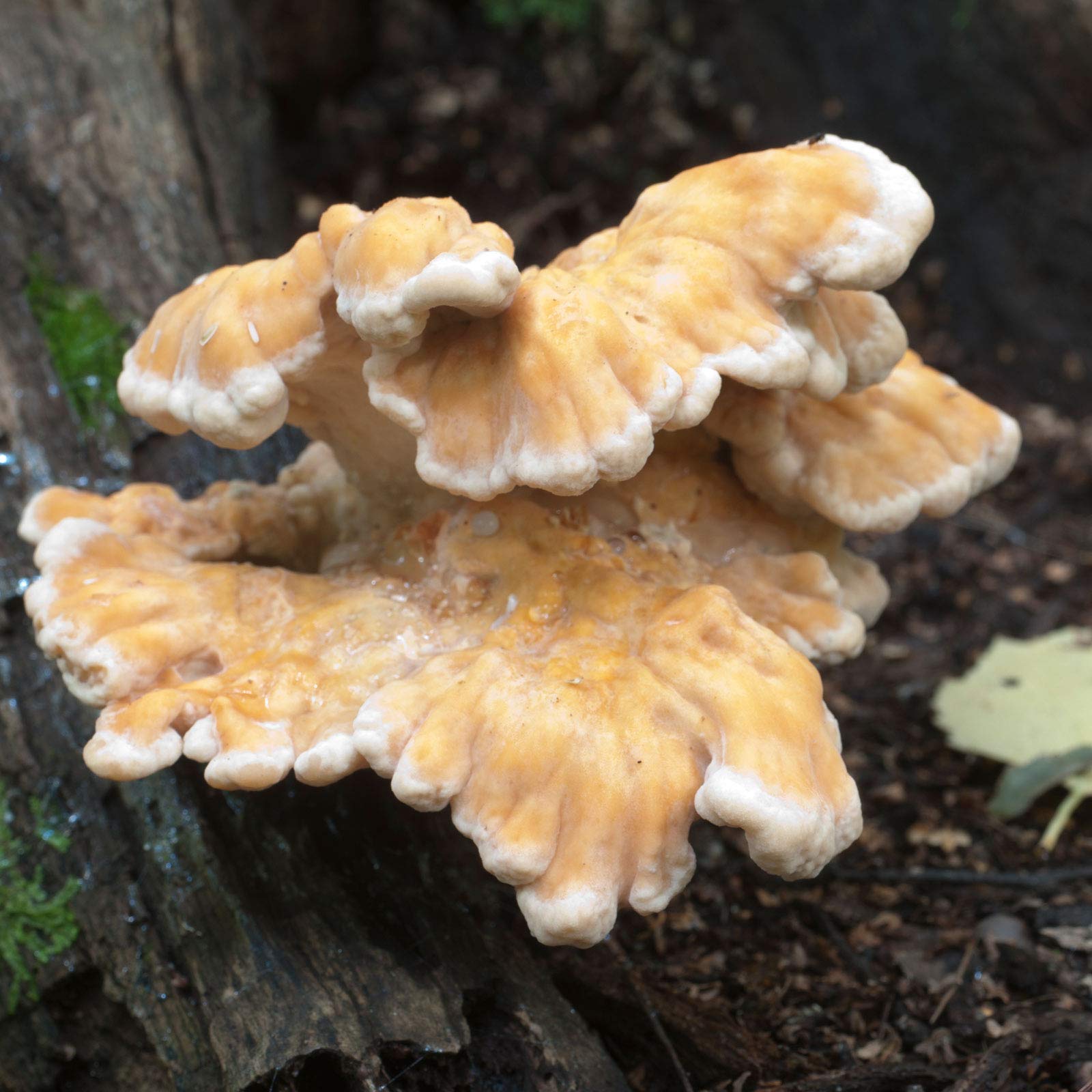 Buy Mushroom Mojo Chicken of the Woods Mycelium Plug Spawn 100 Count Plugs Grow Edible