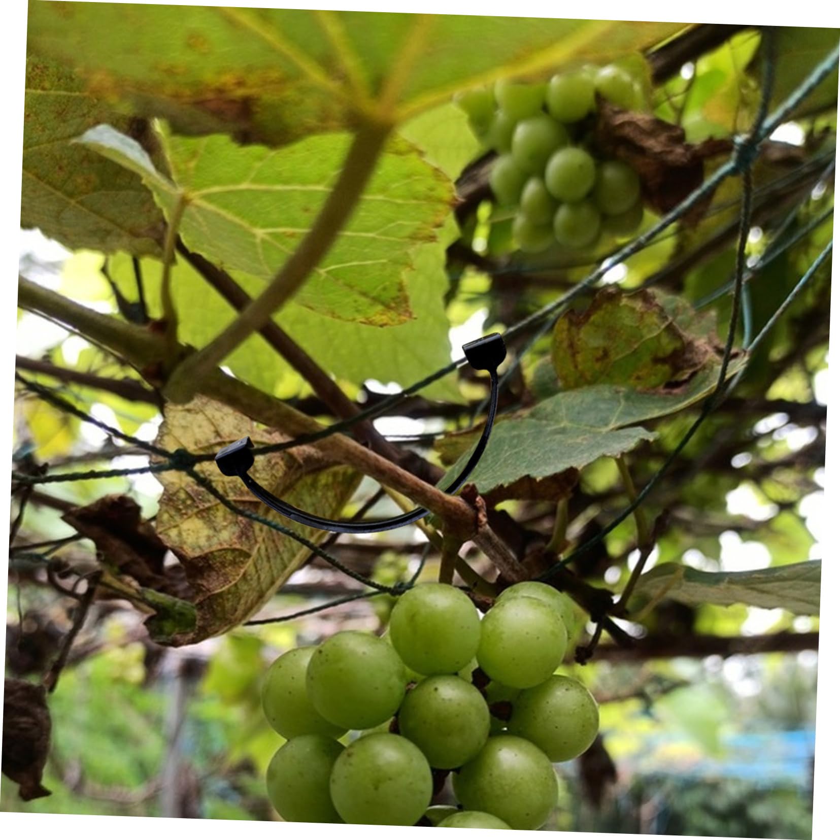 ORFOFE Mollette per Piante per Viti e Rami, Clip di Fissaggio in Plastico Nero, Facili da Usare, per Giardino e Sostegno Tralci, 1 Sacchetto