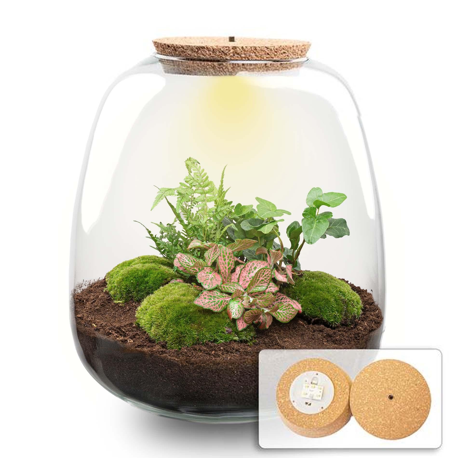 Terrario para plantas 'Nora' - Hedera rosa con corcho LED - 25 cm - Ø23cm - Ecosistema y terrario