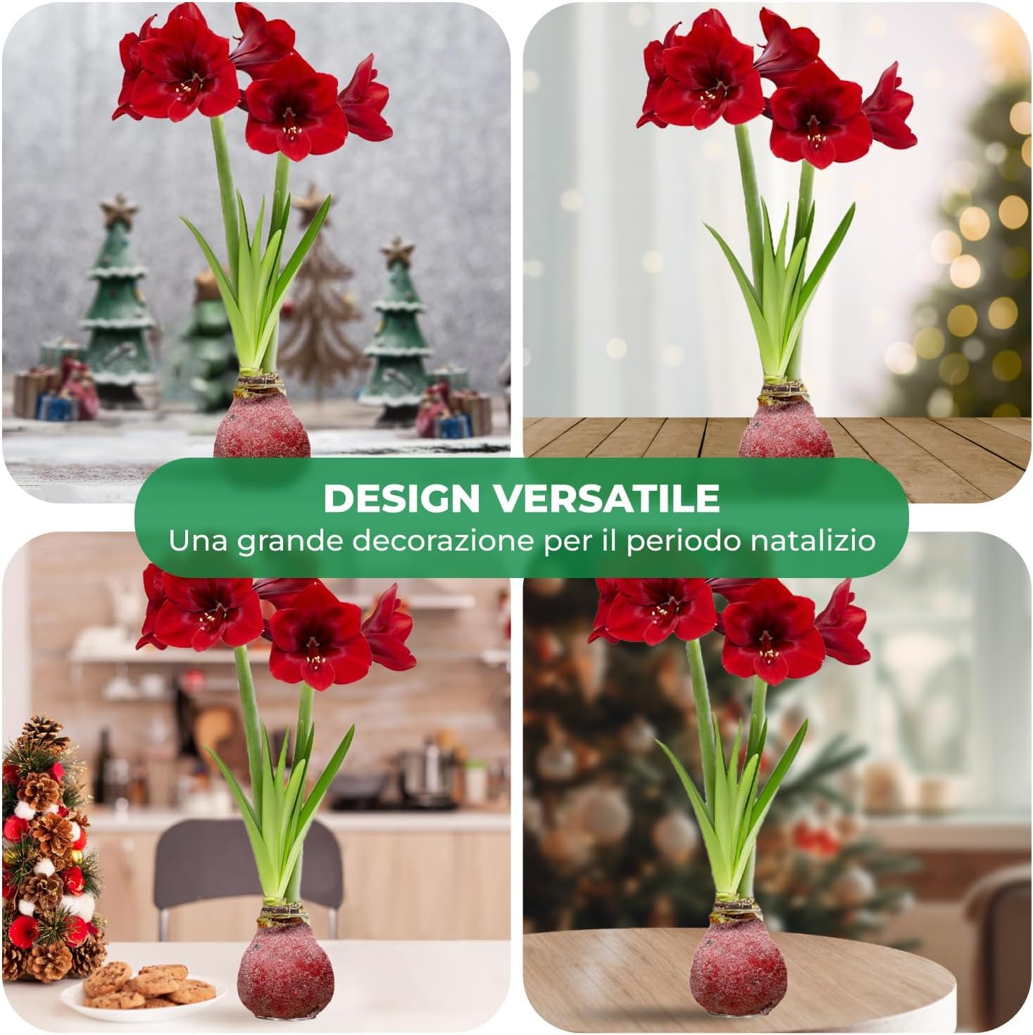 Bulbi di Amaryllis Cera Glitter Rosso