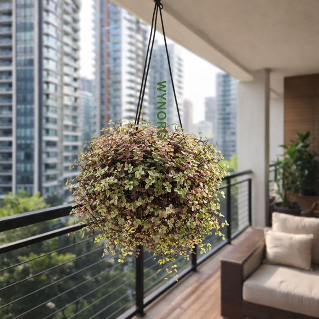 Live Indoor Plants Combo & Single | Lipstick Plant Hanging, Cotton Candy, Pink Lady | Flowering Ornamental Plants for Home Balcony Garden | Single & Value Combos (PINK LADY)-image-13