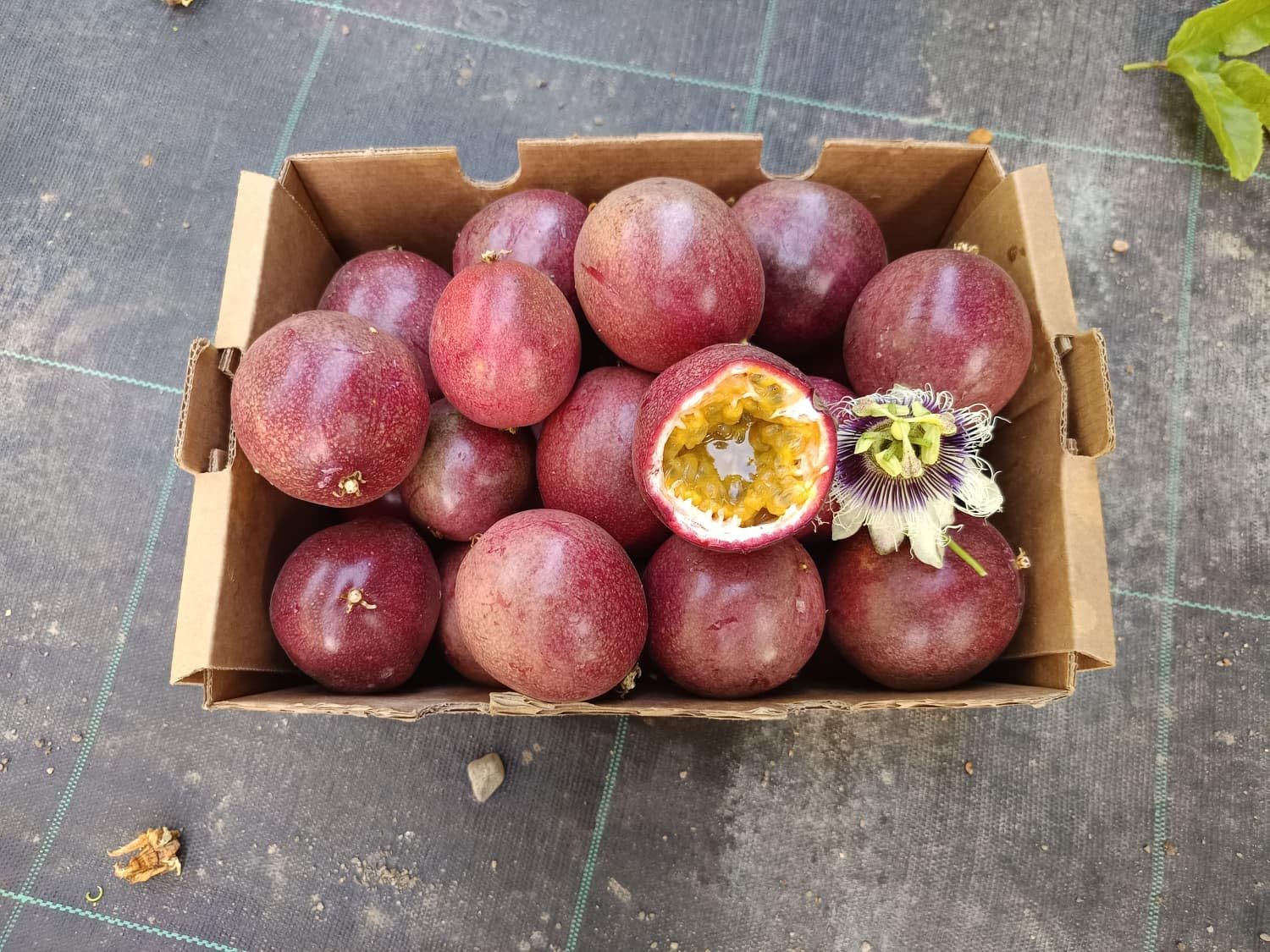 Vitalem – Boîte de maracuja 1,5 kg | Fruit de la passion | Fruit frais tropical de saison | 100% naturel et durable | Culture locale (Málaga) | Passion fruit idéal pour smoothies, milk-shakes et yaou