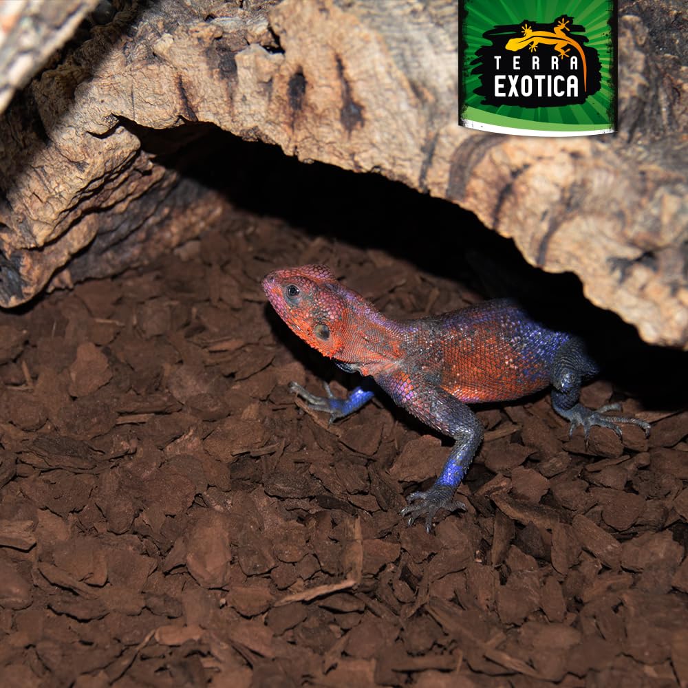Terra Exotica Forest Floor Pine 10/20 Liter in fein, mittel, grob - Pinienrinde als Einstreu für Terrarien - Terrarienbodengrund für Reptilien, Amphibien und Insekten (20 Liter, fein