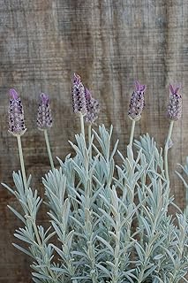 Lavender Aromatic Home Plant, Calming Aromatic Plant, Suitable for Indoor Decoration