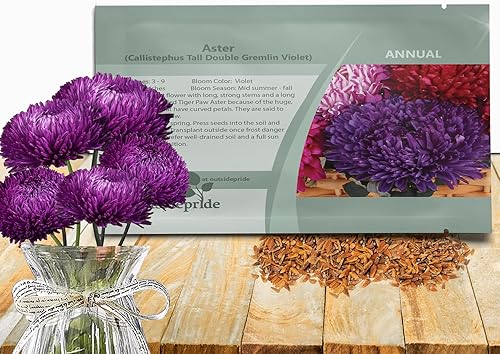 Outsidepride 2000 semillas anuales Callistephus Dark Violet Tall Double Gremlin Aster Semillas de flores para plantar Outsidepride 2000 semillas anuales Callistephus Dark Violet Tall Double Gremlin Aster Semillas de flores para plantar