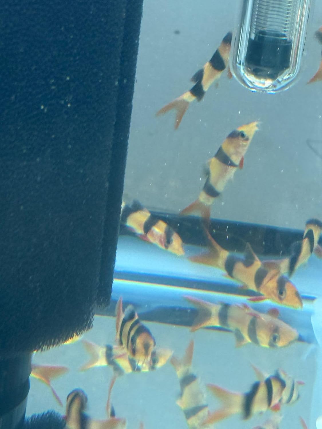 Clown Loach (Chromobotia Macracanthus) Pack of 4, 2¨ Live Fish for Aquarium. Active, Colorful, and Ideal for Community Aquariums. Easy to Care for, These Fish Freshwater Live Alongside Other Species.