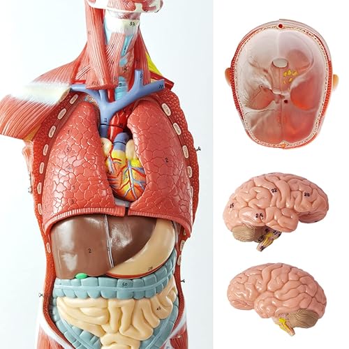 Miniatura 5 de EVOTECH - Modelo de músculo y órgano humano, modelo de sistema muscular de tamaño natural de 27 partes 12 con órgano extraíble, figura muscular