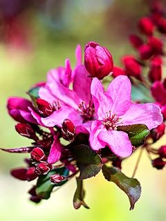 Profusion Crabapple Tree, Pink Flowering, Ornamental Value Hardy, 7 gal Nursery Pot (Due to Agricultural Laws, we Cannot Ship to CA, AZ, AK, or HI)