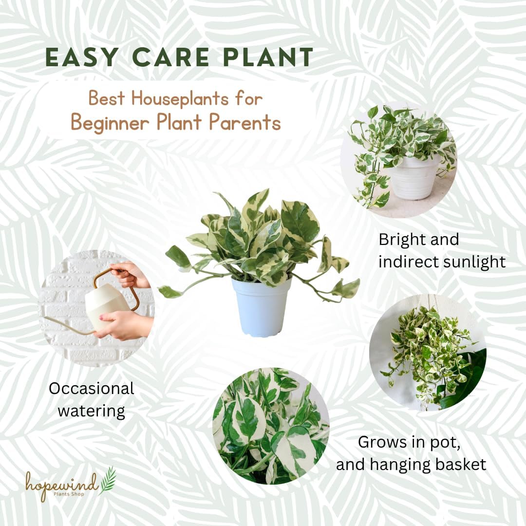 Pothos N’Joy Live Indoor Plant, 4 inch Pot, Variegated White and Green Leaves - Easy to Care for - Perfect for Indoor and Outdoor Home Decor, Office, and Gift- Pot Included