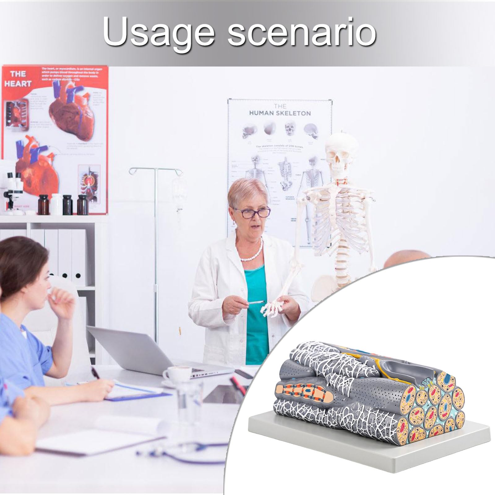 Strumento didattico professionale per studenti, medici e pazienti, anatomia degli studenti