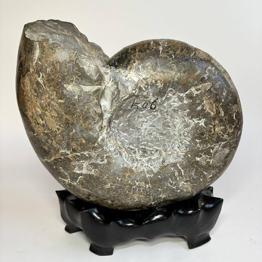 大きい化石　アンモナイト類 1.9 kg 径16~17 cm 大きい化石 アンモナイト類 1.9 kg 径16~17 cm 大きい化石