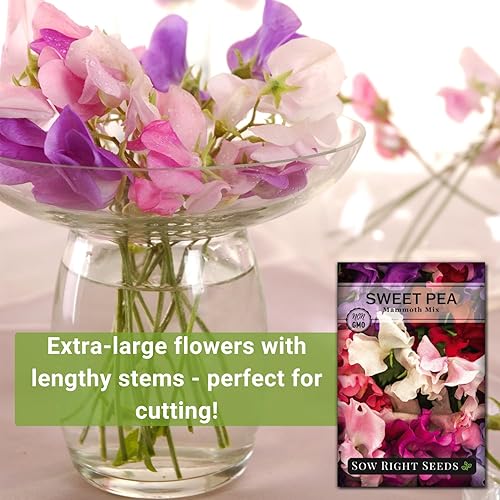 Miniatura 3 de Sow Right Seeds - Semillas de guisantes dulces Mammoth Mix para plantar - Hermosas flores para plantar en tu jardín - Semillas de reliquia sin OMG -