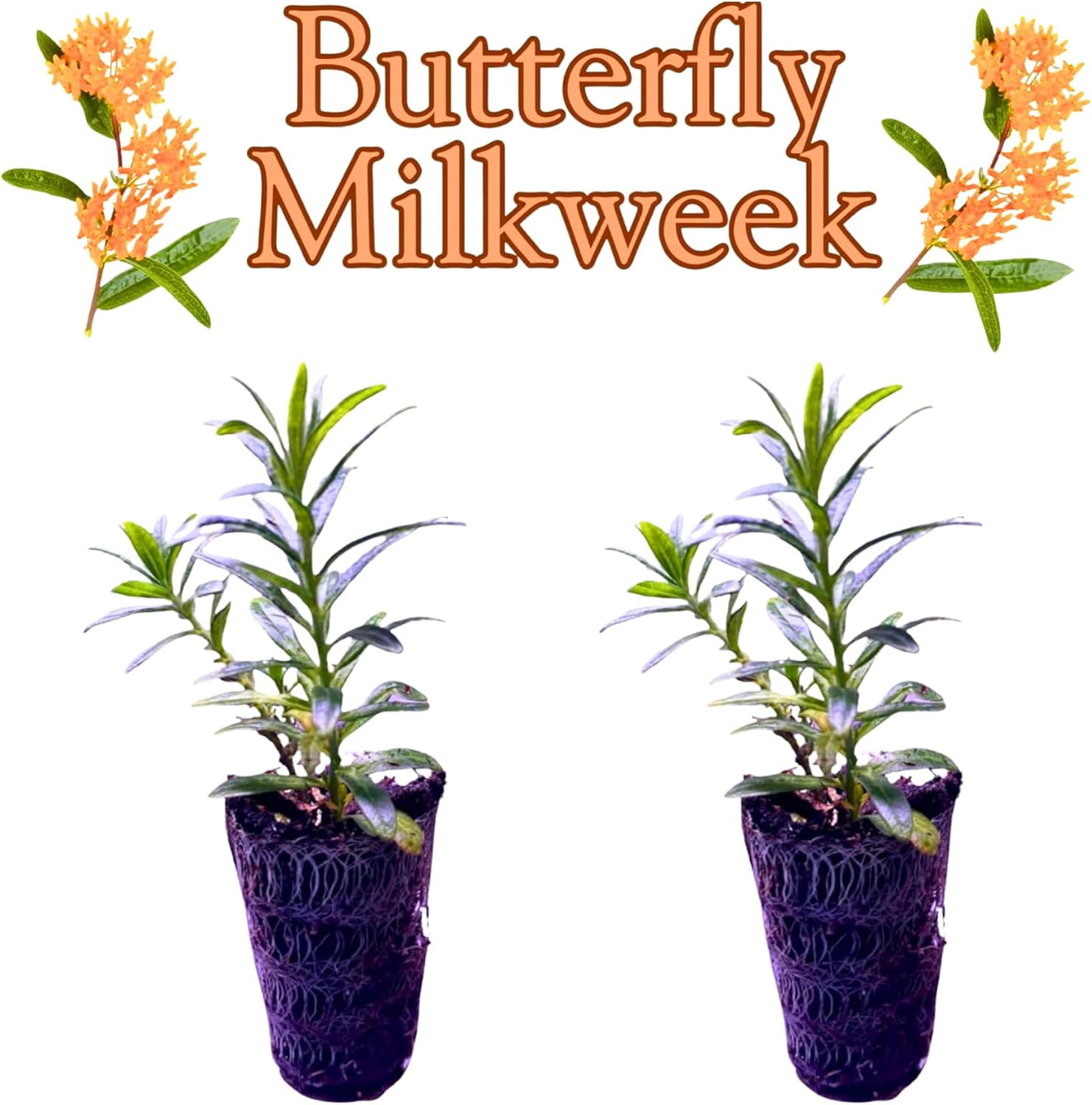 Pollinator Garden Live Plant Collection – 8 Perennial Live Plants | Butterfly Weed, Swamp Milkweed, Purple Coneflower & Black-Eyed Susan | Attract Monarchs, Bees & Hummingbirds | Native Perrenials