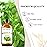 EUQEE Oregano Essential Oil 4oz / 118ML Large Capacity Oregano Oil Pure Aromatherapy Essential Oils with Glass Dropper for Candle Soap Making, Diffusers