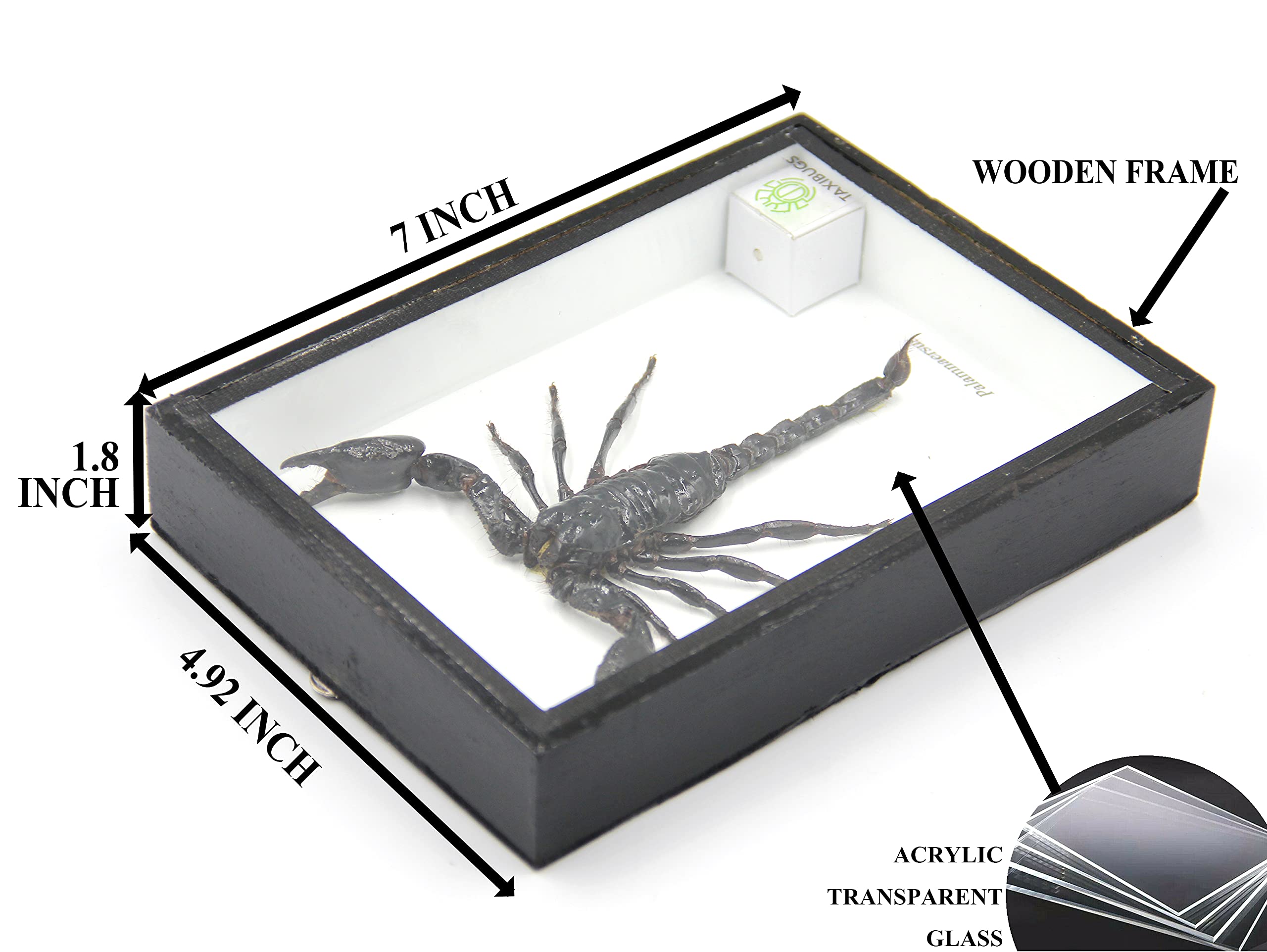 標本用品 Taiwan Dytiscoidae sp.38mm 標本用品 Taiwan Dytiscoidae sp.38mm Taiwan Dytiscoidae sp.38mm