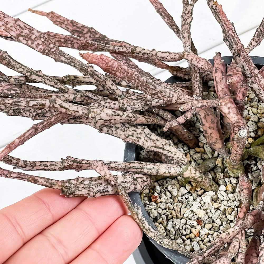 ユーフォルビア プラティクラダ 大株 希少サイズ ユーフォルビア・プラティクラダ (Euphorbia platyclada