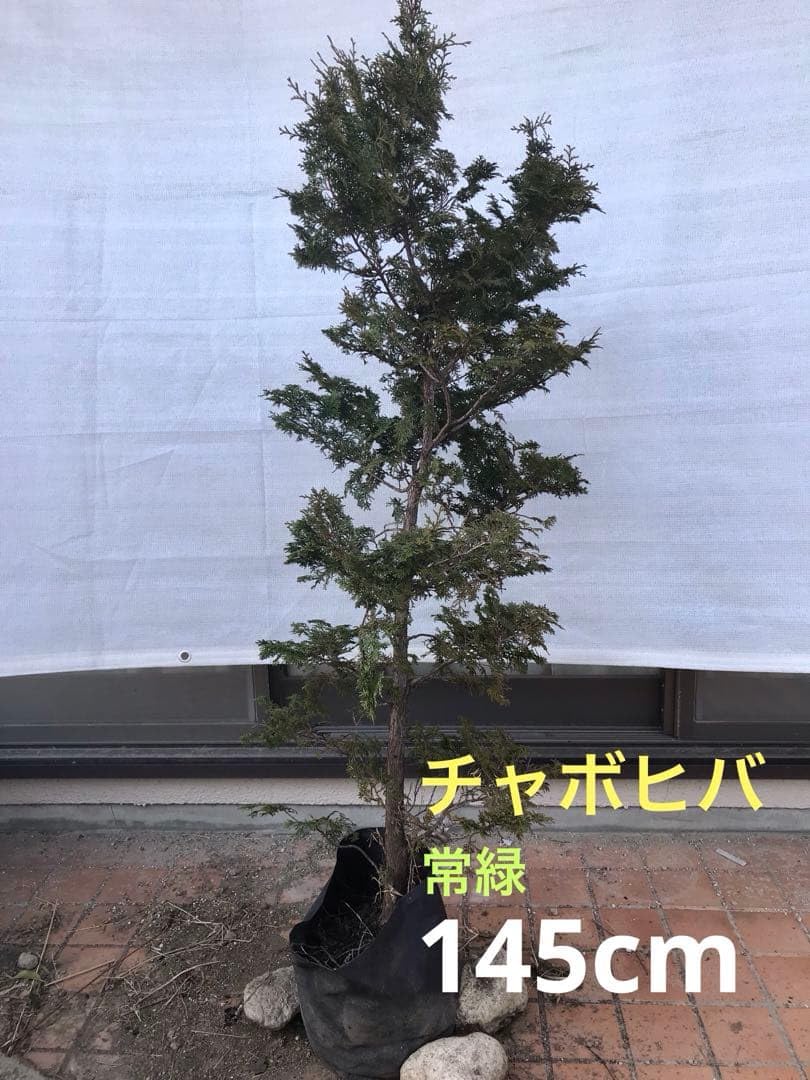 チャボヒバ　／　ちゃぼひば　／　矮鶏檜葉　植木① Amazon.co.jp: チャボヒバ ／ ちゃぼひば ／ 矮鶏檜葉 植木 : DIY
