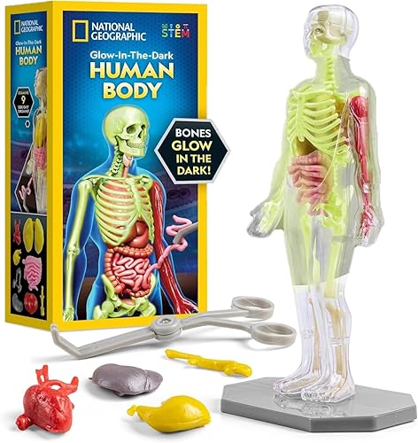 NATIONAL GEOGRAPHIC Modelo de cuerpo humano para niños que brilla en la oscuridad - Modelo de anatomía interactiva de 32 piezas con huesos, órganos,