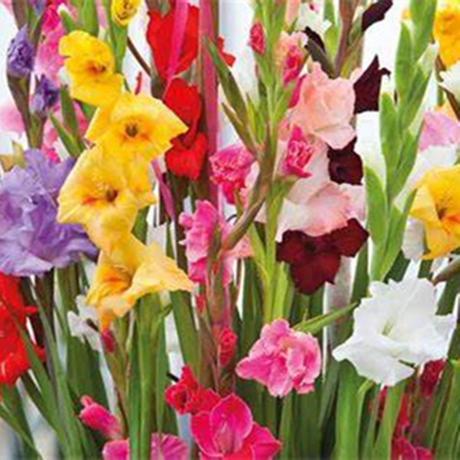 Gladiolen 2026 -Edles Accessoire-Farbenreich & Elegant-Ausgefallenes Design-Sammleredition-Gartenkunst-Robust & Einfach-15 Gladiolen -B