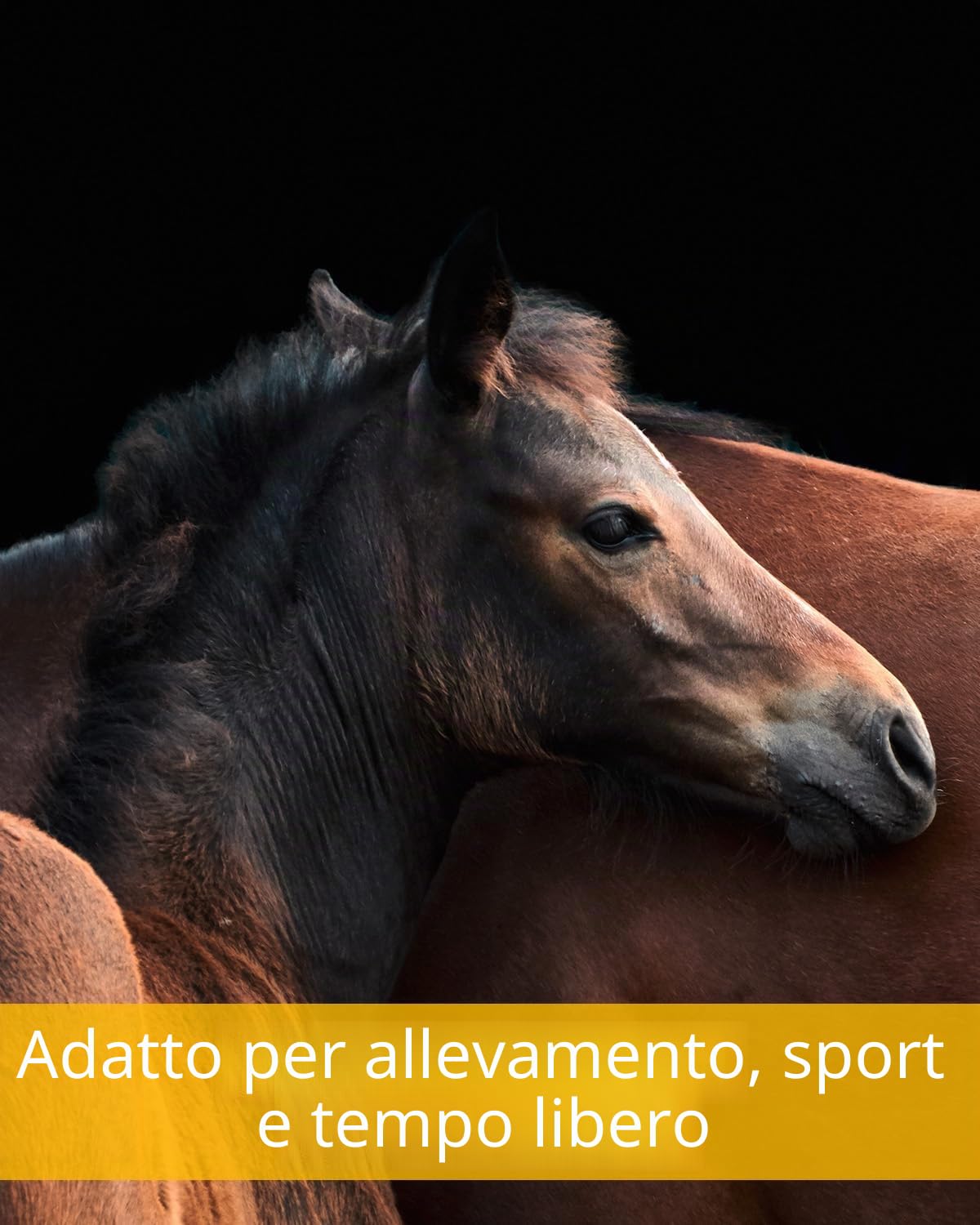 Equistro Excell E Powder 3 kg, complemento di mangime per cavalli