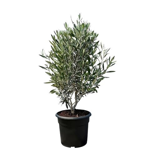 Sunny Tree - Olivier Olea Europea en forme d'arbuste -