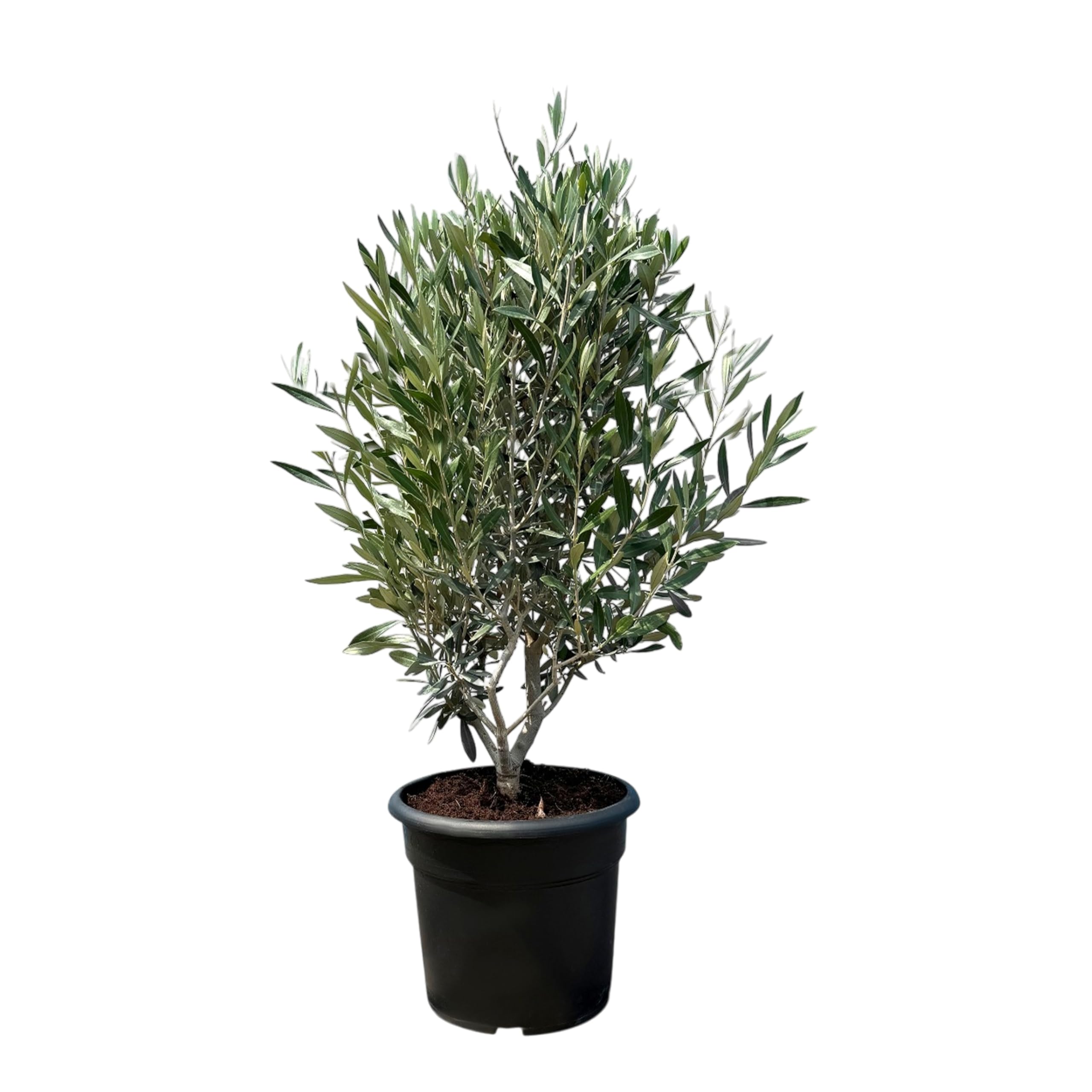 Sunny Tree - Olivenbaum Olea Europea in Strauchform - Immergrner Olivenbaum  - Winterhart -18 - Hhe 80-100 cm inkl. Topf.- A+ ware : Amazon.de: Garten