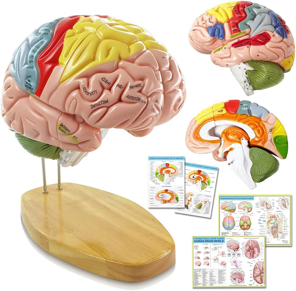 2025 New Human Brain Model For Neuroscience Teaching With Labels ...