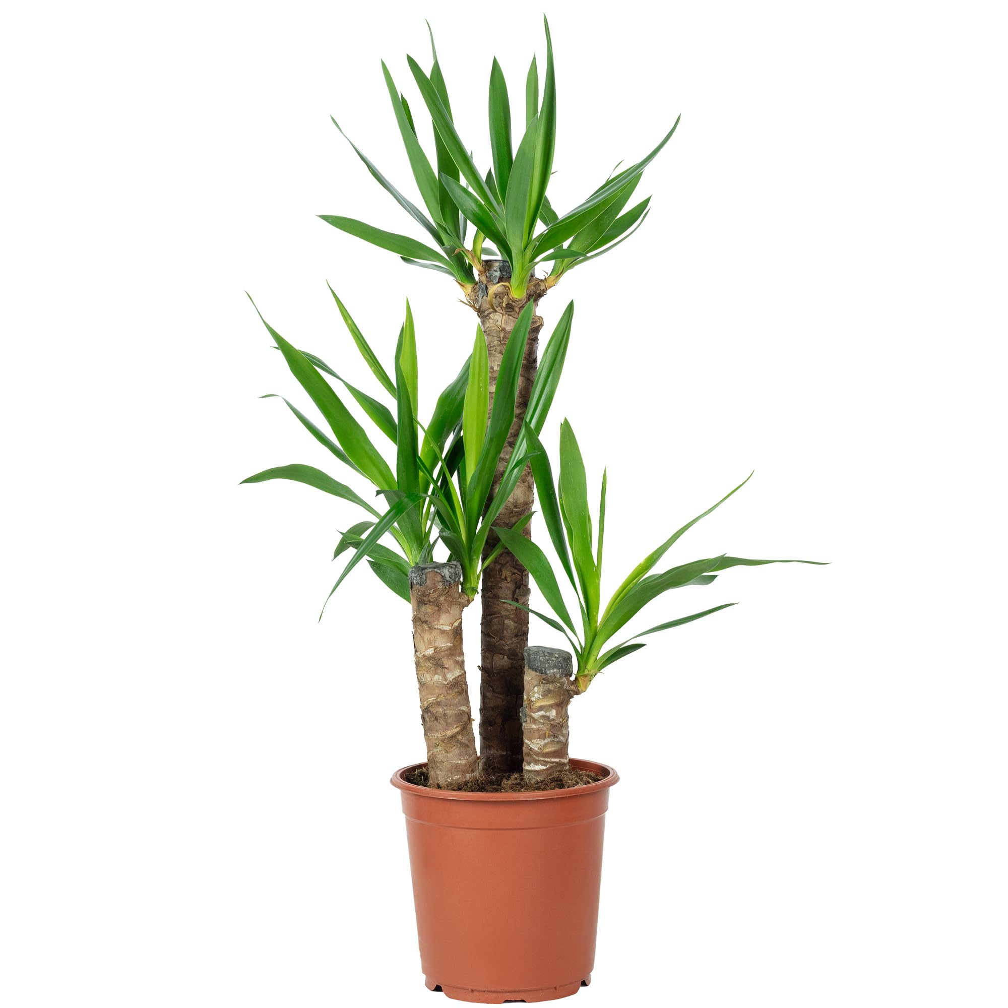 Palmlilie 3-stämmig - pflegeleichte Zimmerpflanze, Yucca Elephantipes Palme 60/30/20 - Höhe ca. 95 cm, Topf-Ø 21 cm