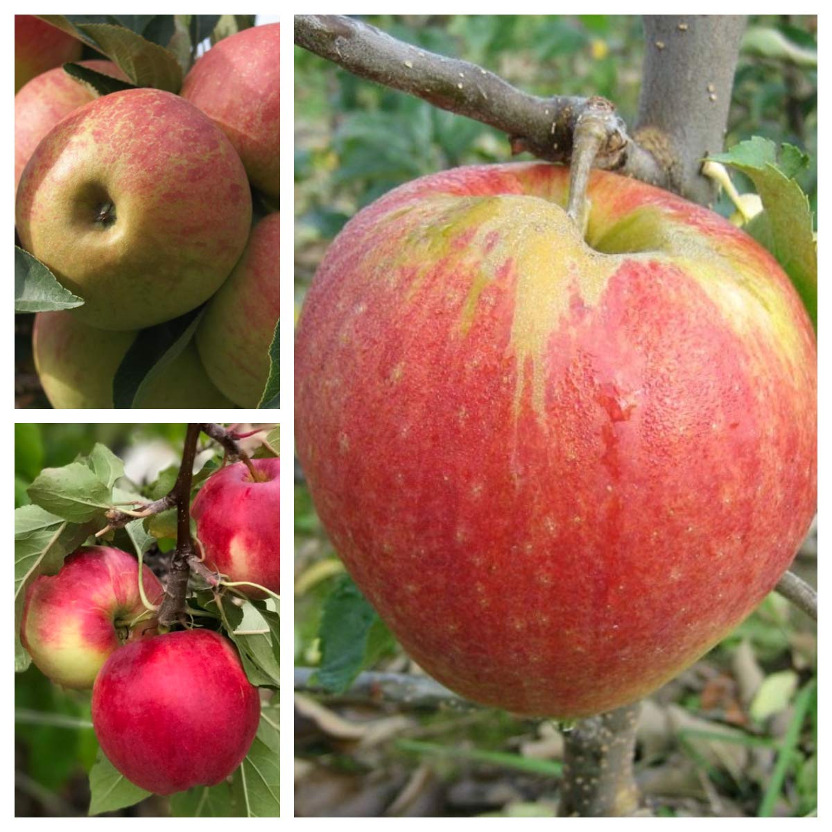 Familienbaum Trio Apfelbaum mit drei Apfelsorten Elstar - Cox Orange - Jonagold