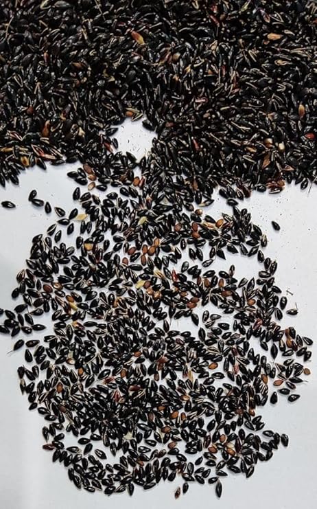 EasySeeds Super Napier Grass,Hybrid Grass,Australian Red Napier Grass,Elephant Grass Seeds (Pack of 200gm Seeds)