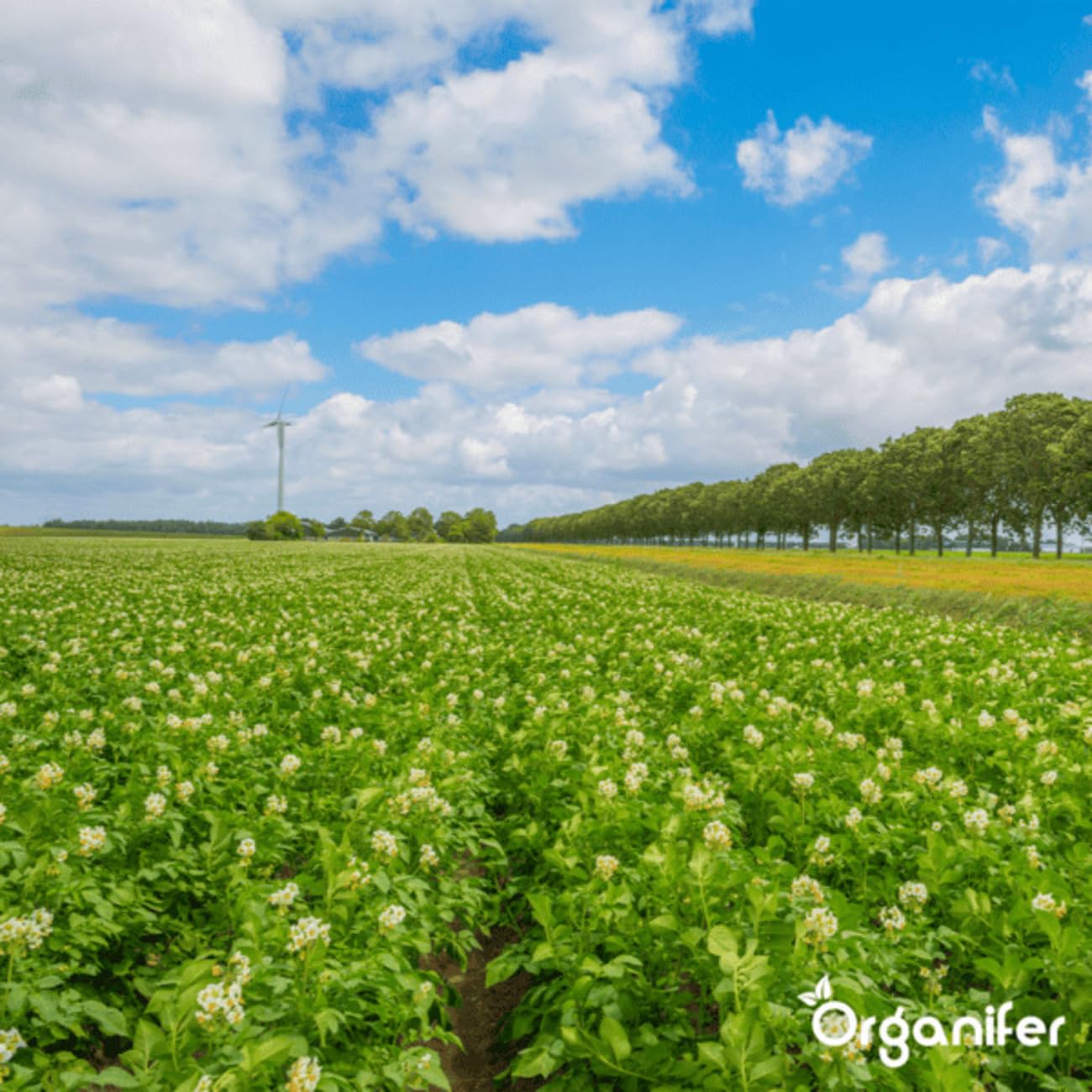 Phytophthora-Konzentrat - 1000 Ml Für 1000 M2 - Produkt Für Kartoffeln Und Tomaten - Pflanzenpflege - Gemüsedünger - Organifer