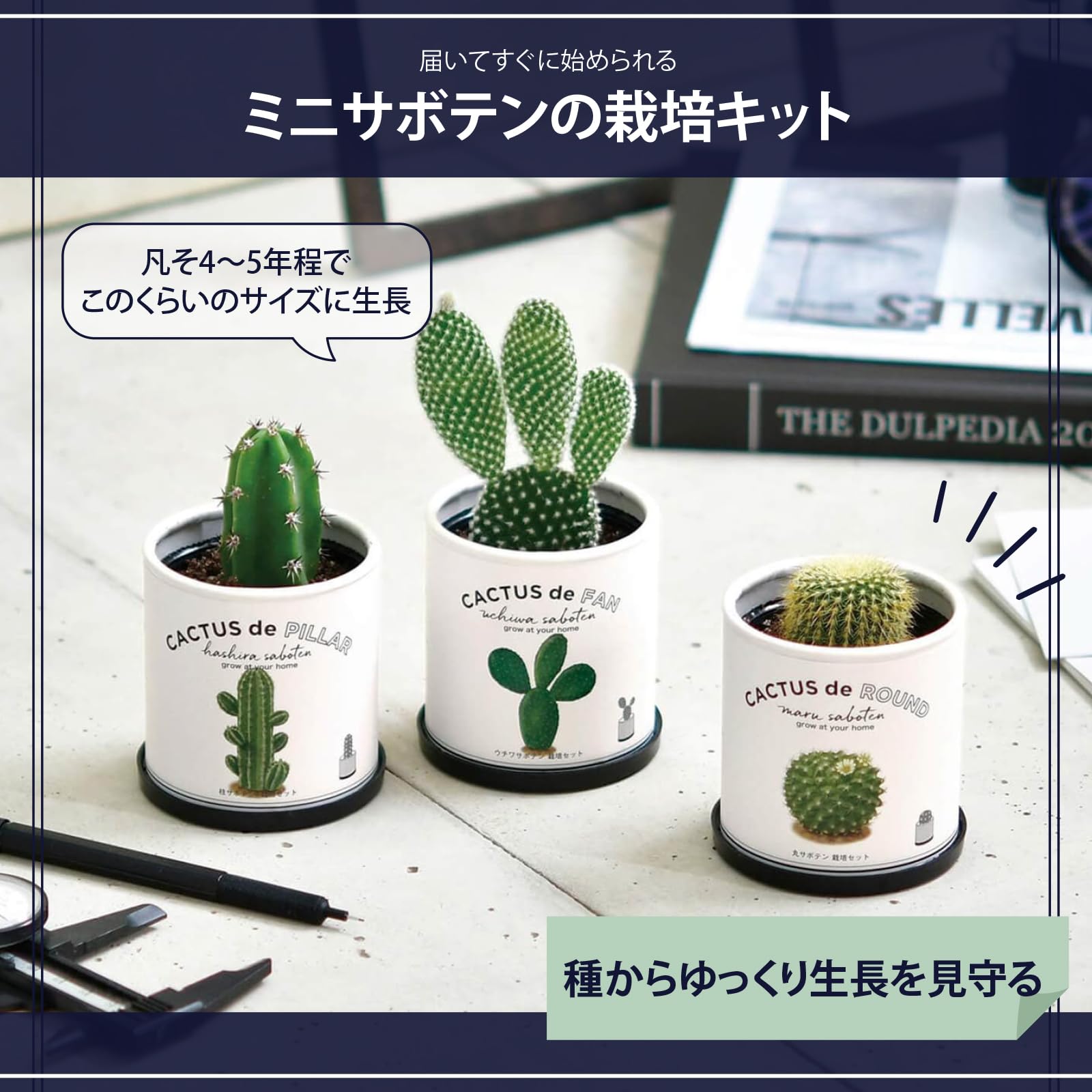 Amazon.co.jp: 聖新陶芸 通年 家庭菜園 簡単 栽培キット ゆったり