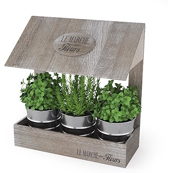 Macetero de cocina para especias: Amazon.es: Jardín