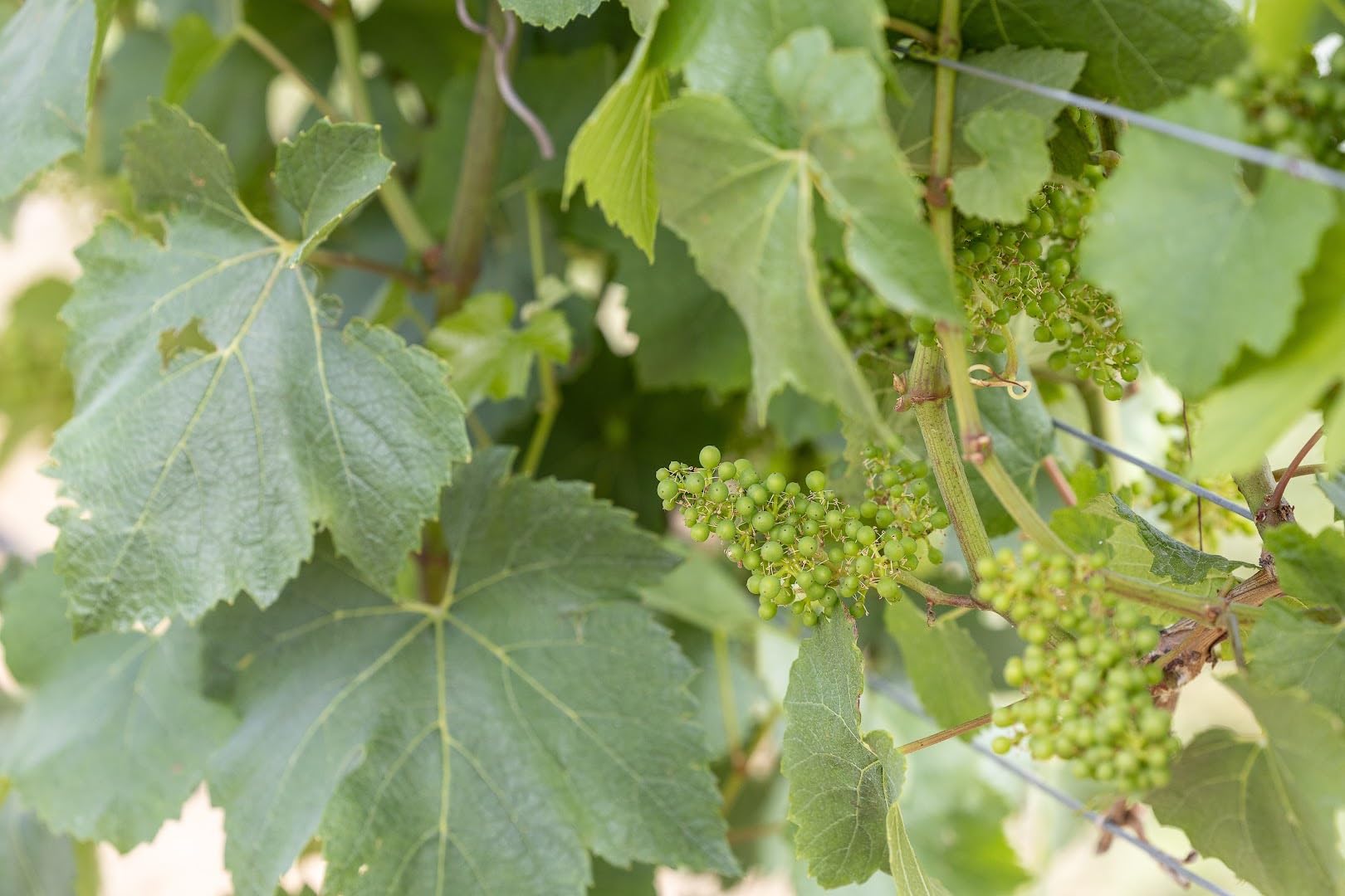 See full amazon price history chart for Grapes plant hybrid all seasons,plant for all seasons hybrid grapes (Pack of 1) Grapes plant hybrid all seasons,plant for all seasons hybrid grapes (Pack of 1) (B0CRHV6CJX) Amazon Price History, Amazon Price Tracker