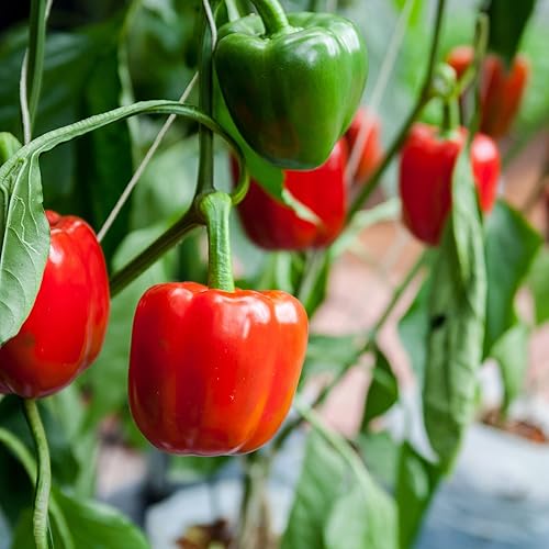 Miniatura 3 de Big A Pepper Fertilizante  Fertilizante orgánico prémium de 13.5 onzas para pimientos, alimento ecológico orgánico para plantas para jardín