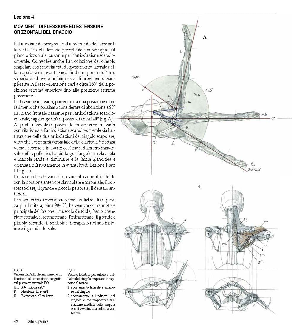 Struttura uomo in movimento. Manuale di anatomia artistica