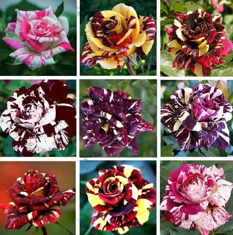 Multi-Color Rose Seeds, Double Petal Rose, 50 Seeds/Pack. (B0C66MK3SF) Amazon Price History, Amazon Price Tracker