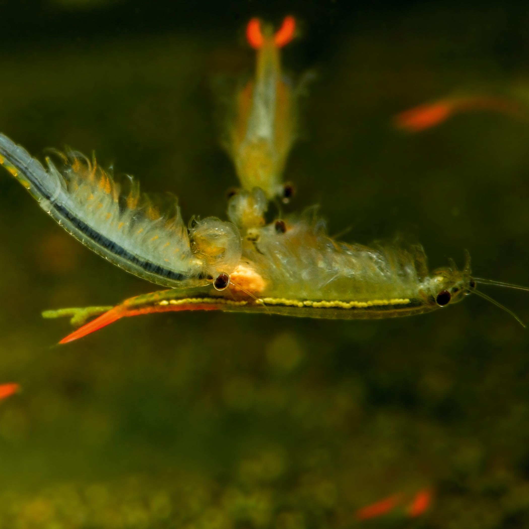 Triops und Feenkrebse Premium Komplettset 6 l, Eier, Filter, LED | Urzeitkrebse-Mix mit Aquarium, Filter, Heizung, Eiern, Futter, Zubehör und Anleitung; Ideal für Einsteiger in die Triopszucht