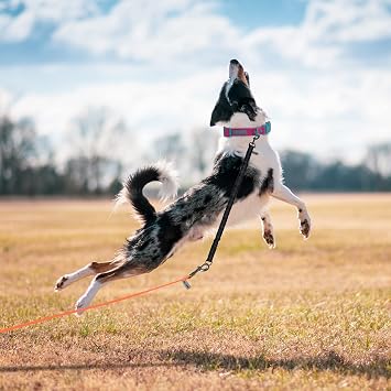 Wolfone Bungee Dog Lead Extension, Reflective Training Leads 2-Pack