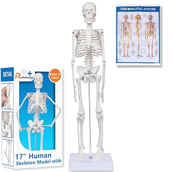 Human Skeleton Model for Anatomy 17"H Mini Human Body Model with Movable Arms, Legs & Sturdy Stand, Scientific Bone Model for Teaching & Simpl Display