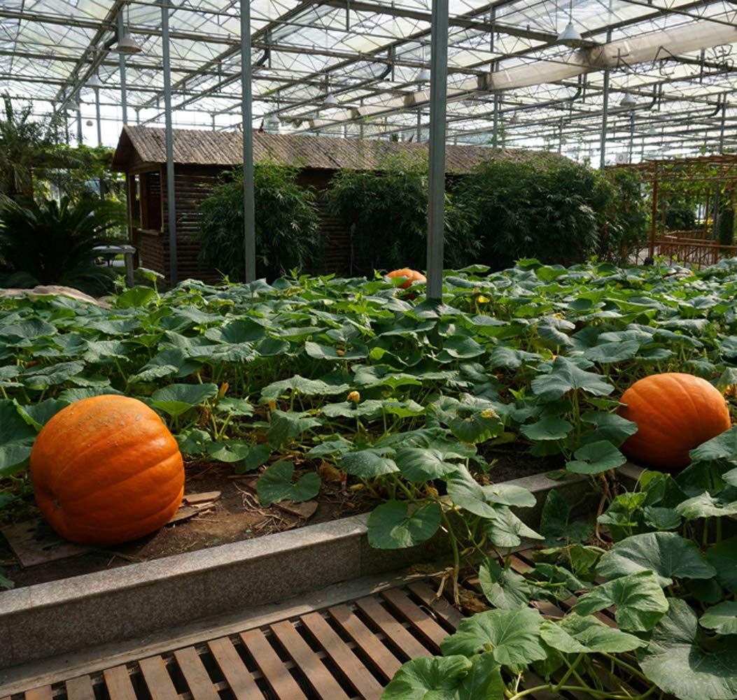Graines Potagères COURGE, POTIRON ET CITROUILLE SAM BICOLOR (Cucurbita Moschata) - Graineterie A