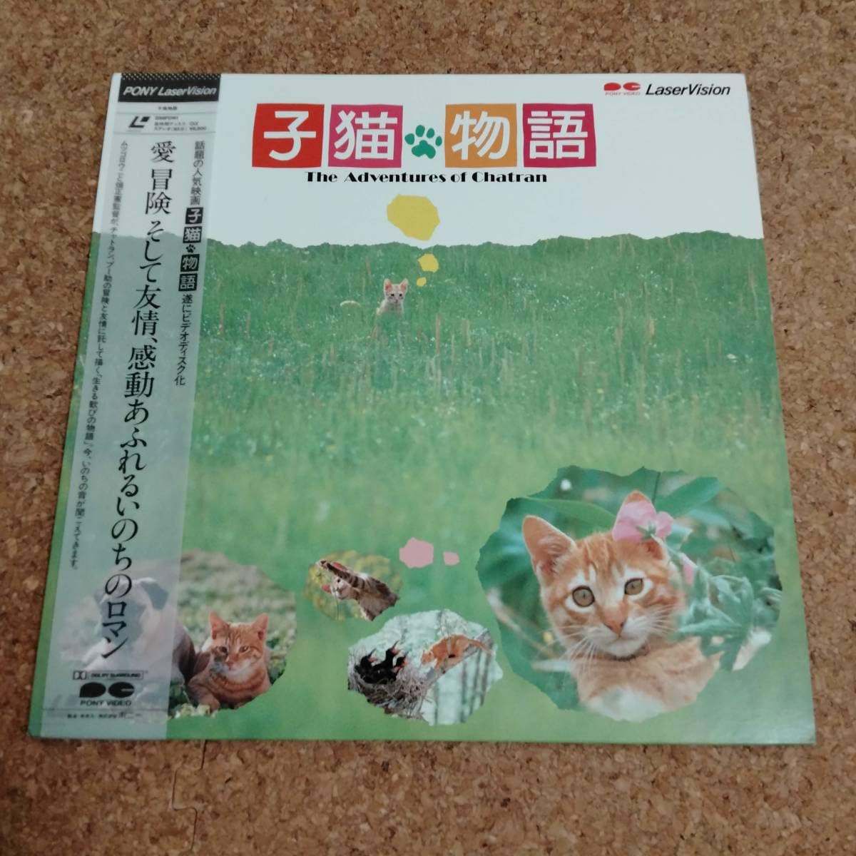 Amazon.co.jp: 水|LD 帯付 子猫物語｜畑正憲/ムツゴロウ/チャトラン