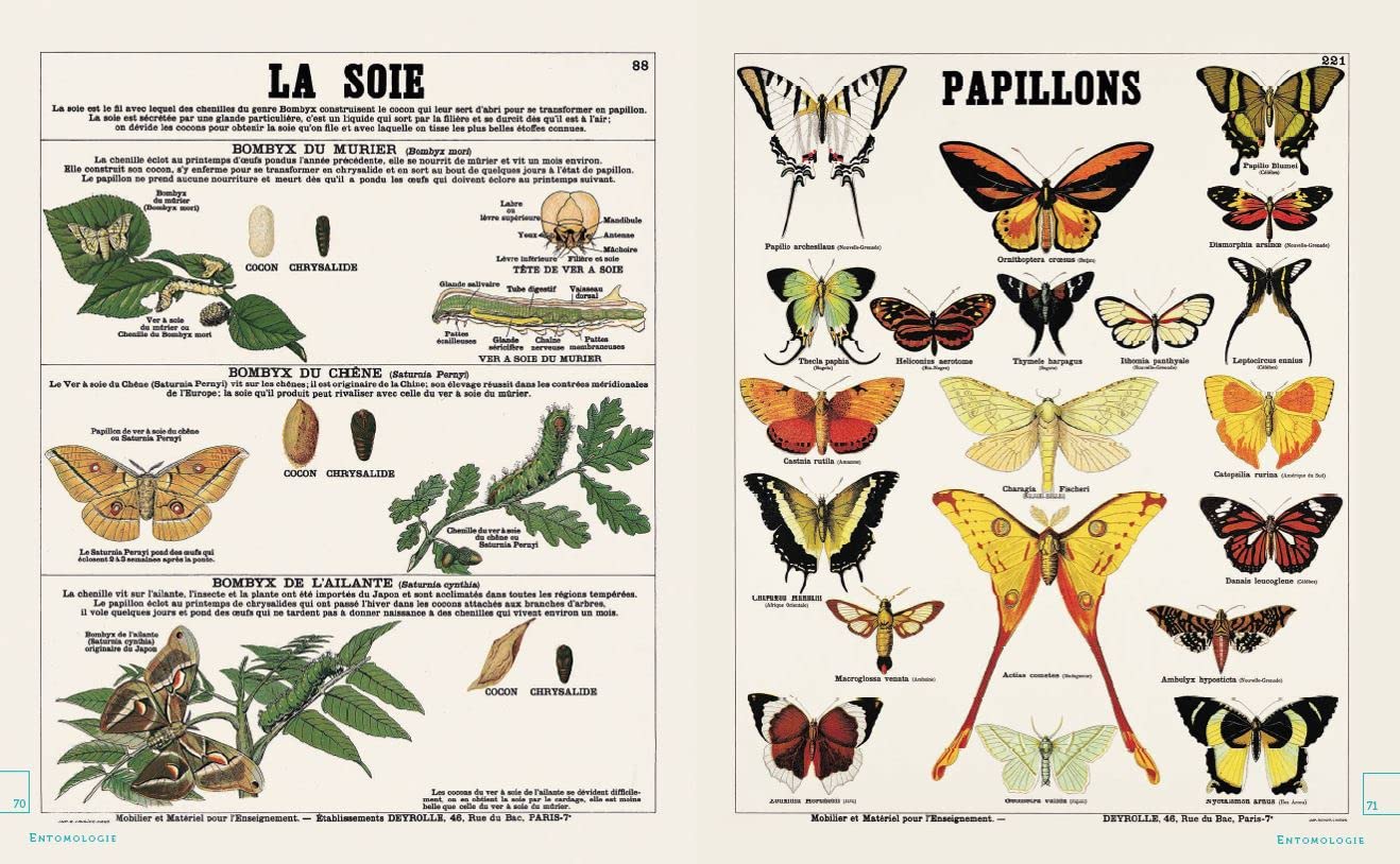 Leçons de choses & autres curiosités naturelles
