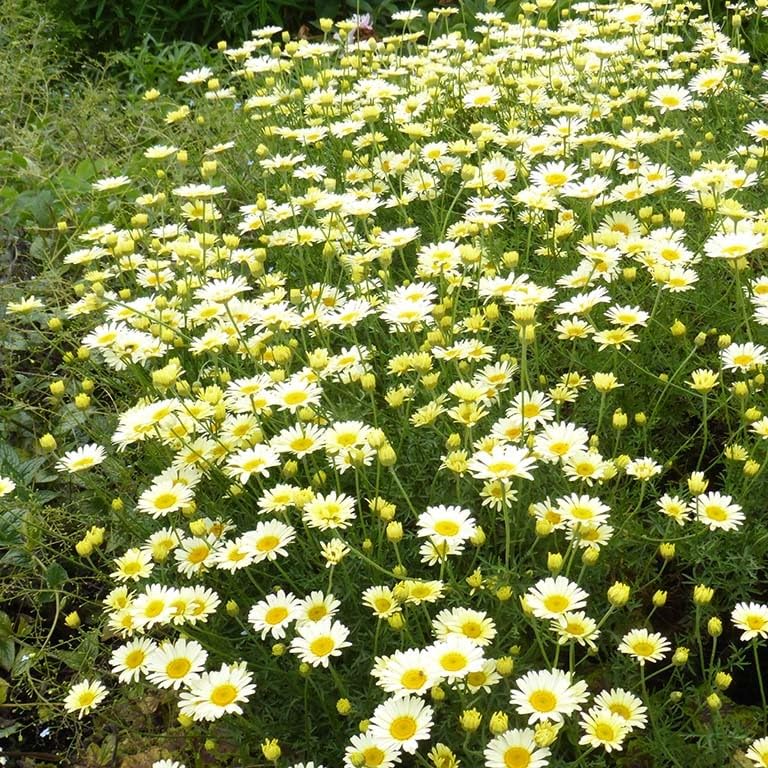 Anthemis tinctoria 'Lemon Ice' Garden Plant Hardy Perennial Flowering Garden Plants Easy to Grow Your Own by Park Farm Plants (3 x Plug Plants)