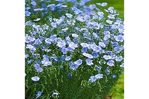 Unleash a Sea of Blooms with Outsidepride Blue Flax Flower Seeds (5000 Seeds)